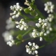 Plantes et arbustes avec inflorescence blanche