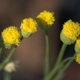 Plantes et arbustes avec inflorescence jaune ou dorée