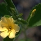 Plantes et arbustes avec inflorescence jaune ou dorée