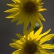 Fleurs fruits et arbustes avec inflorescence de couleur jaune ou dorée