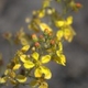 Fleurs fruits et arbustes avec inflorescence de couleur jaune ou dorée