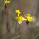 Plantes et arbustes avec inflorescence jaune ou dorée