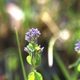 Plantes et arbustes avec inflorescence bleue