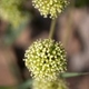 Plantes et arbustes avec inflorescence blanche