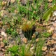 Plantes cactacées ou plantes similaires