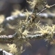 Plantes carnivores, fougères et autres