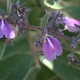 Plantes et arbustes avec inflorescence rose ou violette