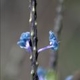 Plantes et arbustes avec inflorescence bleue