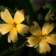 Plantes et arbustes avec inflorescence jaune ou dorée