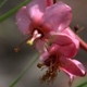 Plantes et arbustes avec inflorescence rose ou violette