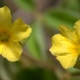 Fleurs fruits et arbustes avec inflorescence de couleur jaune ou dorée