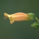 Plantes et arbustes avec inflorescence jaune ou dorée