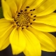 Fleurs fruits et arbustes avec inflorescence de couleur jaune ou dorée