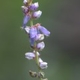 Plantes et arbustes avec inflorescence bleue