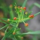 Plantes et arbustes avec inflorescence de couleur orange