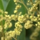 Fleurs fruits et arbustes avec inflorescence de couleur jaune ou dorée