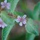 Plantes et arbustes avec inflorescence bleue