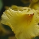 Plantes et arbustes avec inflorescence jaune ou dorée