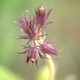 Plantes et arbustes avec inflorescence rose ou violette