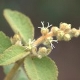 Plantes et arbustes avec inflorescence blanche