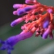 Plantes et arbustes avec inflorescence bleue