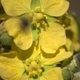 Fleurs fruits et arbustes avec inflorescence de couleur jaune ou dorée