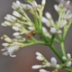 Plantes et arbustes avec inflorescence blanche