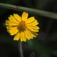 Fleurs fruits et arbustes avec inflorescence de couleur jaune ou dorée