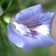 Plantes et arbustes avec inflorescence bleue