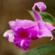 Plantes orchidacées