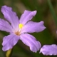 Plantes et arbustes avec inflorescence rose ou violette