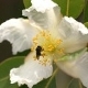 Plantes et arbustes avec inflorescence blanche