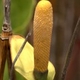 Plantes cactacées ou plantes similaires