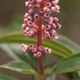 Plantes et arbustes avec inflorescence rose ou violette