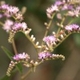 Plantes et arbustes avec inflorescence rose ou violette