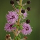 Plantes et arbustes avec inflorescence rose ou violette