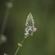 Plantes et arbustes avec inflorescence rose ou violette