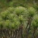 Plantes cactacées ou plantes similaires