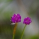 Plantes et arbustes avec inflorescence rose ou violette