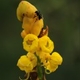 Plantes et arbustes avec inflorescence jaune ou dorée