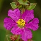 Plantes et arbustes avec inflorescence rose ou violette