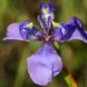 Plantes et arbustes avec inflorescence bleue