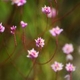 Plantes et arbustes avec inflorescence rose ou violette