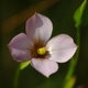 Plantes et arbustes avec inflorescence rose ou violette