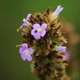 Plantes et arbustes avec inflorescence rose ou violette