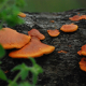 Plantes carnivores, fougères et autres du Cerrado