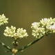 Plantes et arbustes avec inflorescence blanche