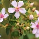 Plantes et arbustes avec inflorescence rose ou violette