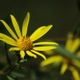 Plantes et arbustes avec inflorescence jaune ou dorée