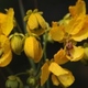 Plantes et arbustes avec inflorescence jaune ou dorée